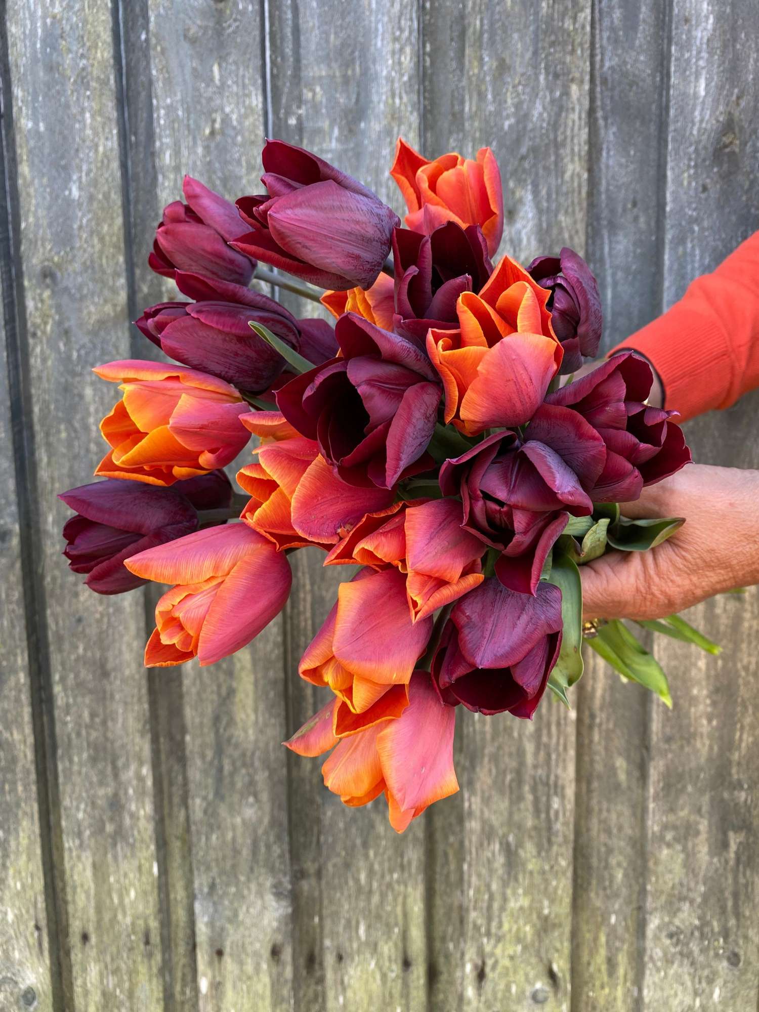 Mélange de tulipes 'Hugo'